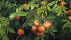 Copaifera officinalis